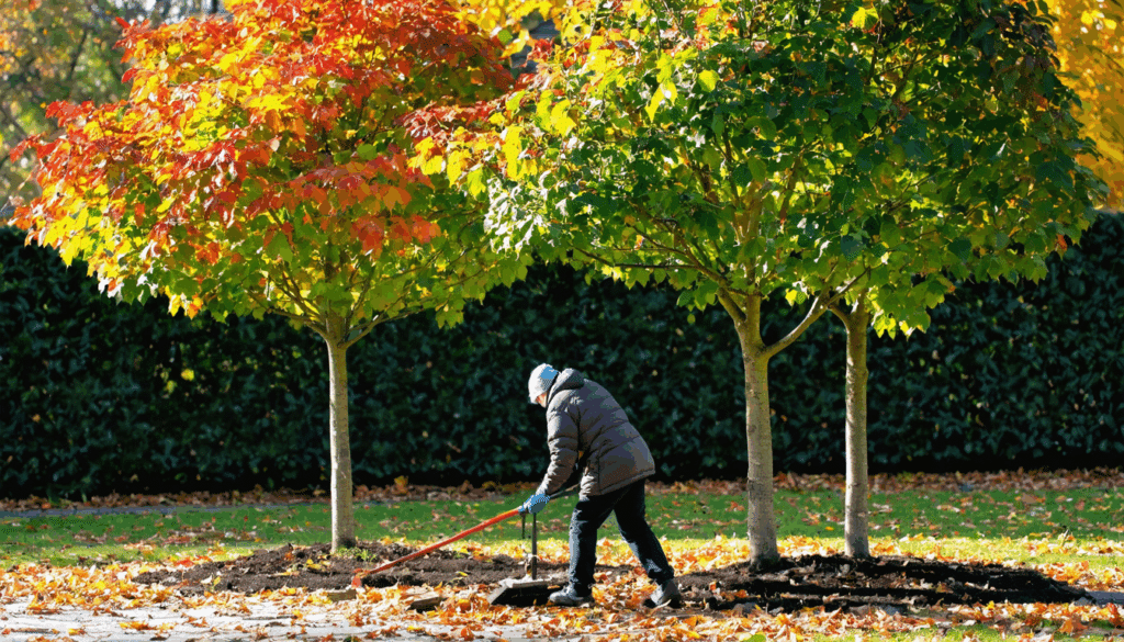 scopri perché è importante potare questi tre alberi ora per rinforzarli e prepararli al meglio per l'inverno. segui i nostri consigli esperti per una potatura efficace.