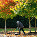 scopri perché è importante potare questi tre alberi ora per rinforzarli e prepararli al meglio per l'inverno. segui i nostri consigli esperti per una potatura efficace.