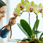 scopri come potare un’orchidea dopo la fioritura per favorire la crescita di nuovi getti in pochi giorni con metodi semplici ed efficaci.