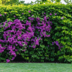 scopri come una parete viola in fiore può trasformare il tuo giardino in uno spettacolo stagionale unico e affascinante.